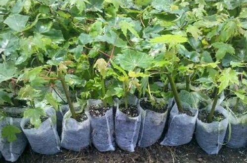 無(wú)紡布育苗袋 無(wú)紡布育苗袋